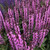 RubyShop724 100 S-e-e-ds Pink Salvia Sage Nemorosa