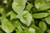 100S-e-e-ds Miner's Léttuce Winter Purslane Spinach Claytonia Perfoliata S-e-e-ds