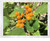 Dwarf Tamarillo Tree S-e-e-ds -Cyphomandra abutiloides- 25S-e-e-ds
