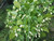 10S-e-e-ds White Biquinho Pepper' S-e-e-ds