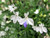 200S-e-e-ds White Trailing Lobelia Regatta S-e-e-ds