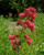 50S-e-e-ds Centranthus Red Jupiter'S Beard S-e-e-ds