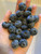 LGKO 50 Blueberry S-e-e-d-s Homegrown Edible Bush