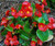 LGKO Begonia S-e-e-d Wax Red Begonias Wax Begonias Heirloom Flowér S-e-e-d 75ct