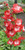 RubyShop724 20S-e-e-ds Red-White Penstemon S-e-e-ds