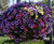 200S-e-e-ds Petunia' Laura Bush' Mixed