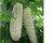10S-e-e-ds White Pearl Balsam Pear S-e-e-ds - Bitter Melon'