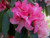 50S-e-e-ds Rosebay Rhododendron Maximum White Pink Laurel S-e-e-ds