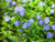 50S-e-e-ds Veronica Creeping Blue Speedwell S-e-e-ds