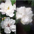 50S-e-e-ds White Double Rose of Sharon Hibiscus Syriacus S-e-e-ds