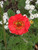 50S-e-e-ds Geum Giant Red Blazing Sunset S-e-e-ds