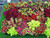 Coleus blumei Rainbow Mix 250 S-e-e-ds