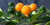 LGKO 25 Fresh Super-Hot Ají Charapita Premium Pepper S-e-e-d-s