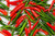 LGKO 25 Fresh Super-Hot Thai Bird Premium Pepper S-e-e-d-s