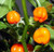 LGKO 25 Fresh Super-Hot Orange Scotch Bonnet Premium Pepper S-e-e-d-s