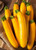 LGKO 25 Premium Gáden Fresh Golden Zucchini Squash S-e-e-d-A