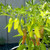 LGKO 25 Fresh Select Italian Pepperoncini Premium Pepper S-e-e-d-s-A