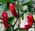 LGKO 25 Premium Gáden Fresh Authentic Shishito Pepper S-e-e-d-s