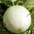 LGKO 25 Premium Gáden Fresh Green Flesh Honeydew Melon S-e-e-d-s-A