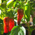 LGKO 25 Fresh Pepperoncini Golden Greek Premium Pepper S-e-e-d-s-A