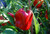 LGKO 25 Premium Fresh Hand Selected Big Red Bell Pepper S-e-e-d-s-A
