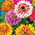 50S-e-e-ds Carousel Mix Zinnia Elegans Carrousel Flow'er S-e-e-ds