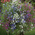 50S-e-e-ds Lobelia Regatta Trailing Mix S-e-e-ds
