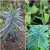 RubyShop724 5S-e-e-ds Euphorbia Lathyris Gopher Purge