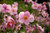 30S-e-e-ds Chinese Anemone S-e-e-dsJapanese ThimbleweedAnemone hupehensis