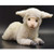 Hansa Little Lamb Sheep Plush Animal Toy, Approximately 18"