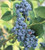 LGKO 50 plus HIGHBUSH Blueberry PRE-STRATIFIED S-E-E-D-S