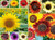 1000 plus Sunflower Seeds for Planting - Jumbo Mix Pack - 15 plus Varieties - -Helianthus annuus- - Non-GMO Seeds
