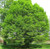 RubyShop724 Carpinus Betulus Upright European Hornbeam Tr-e-e 5S-e-e-ds