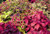 LGKO Mixed Coleus S-e-e-d-s Foliage Plánt S-e-e-d-s Heirloom Flowér S-e-e-d-s 50ct