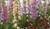 LGKO Mixed Foxglove S-e-e-d-s Mixed Foxgloves Heirloom Fl?wér S-e-e-d-s Tall Spikes 100ct