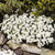 LGKO Rock Cress S-e-e-d-s - Alpine White Heirloom Groundcover S-e-e-d Arabis Alpina 100ct