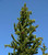 RubyShop724 5S-e-e-ds Pinus Longaeva Great Basin Bristlecone Pine
