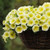 20S-e-e-ds Easy Wave Yellow Petunia' S-e-e-ds Trailing Petunia'