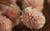 LGKO Globe Amaranth S-e-e-d-s Salmon Heirloom Fl?wer S-e-e-d-s Very Unusual Flówers 50ct