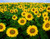 LGKO Sunflower S-e-e-d-s Skyscraper Heirloom Sunfl?wer S-e-e-d-s Tallest Sunfl?wers 50ct