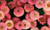 LGKO Zinnia Oklahoma Salmon 50 S-E-E-D-S