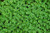 LGKO Kidney Weed S-e-e-d-s Ground Cover S-e-e-d-s Dichondra Heirloom S-e-e-d-s 100ct