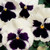 LGKO Pansy S-e-e-d-s Silverbride Swiss Giant Pansies Viola S-e-e-d-s Heirloom S-e-e-d-s 50ct