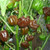 PAPCOOL Pepper S??ds - 25 plus Fr?sh Heirl?om Caribbean Chocolate Habanero H?t Pepper S??ds R 054