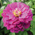 LGKO Purple Prince Zinnia S-e-e-d-s 50 plus