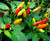 LGKO Tabasco Pepper S-e-e-d-s Heirloom Pepper S-e-e-d-s Hot Pepper S-e-e-d-s Non-GMO 25ct