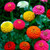 LGKO Zinnia- Elegans-Pumila - 100 S-e-e-d-s