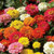 LGKO Zinnia S-e-e-d-s 100 plus Pompon Flowér LGKO Zinnia S-e-e-d-s 100 plus Pompon Flowér