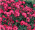 LGKO Flax S-e-e-d-s Scarlet Heirloom Wildflowers Red Flax S-e-e-d-s Drought Tolerant 75ct LGKO Flax S-e-e-d-s Scarlet Heirloom Wildflowers Red Flax S-e-e-d-s Drought Tolerant 75ct