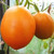 Tomato 50 S.e.e.ds De Barao Orange Heirloom S.e.e.ds